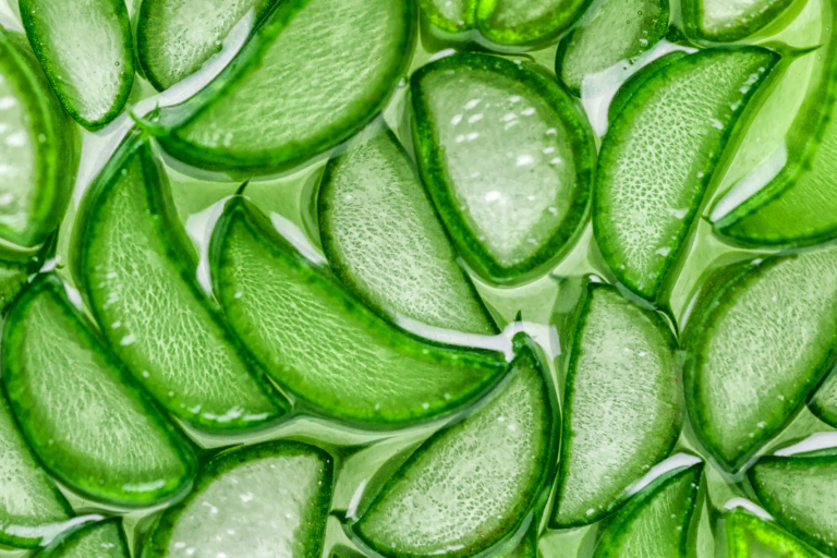 TCM on Aloe Vera Forest Rock Qigong